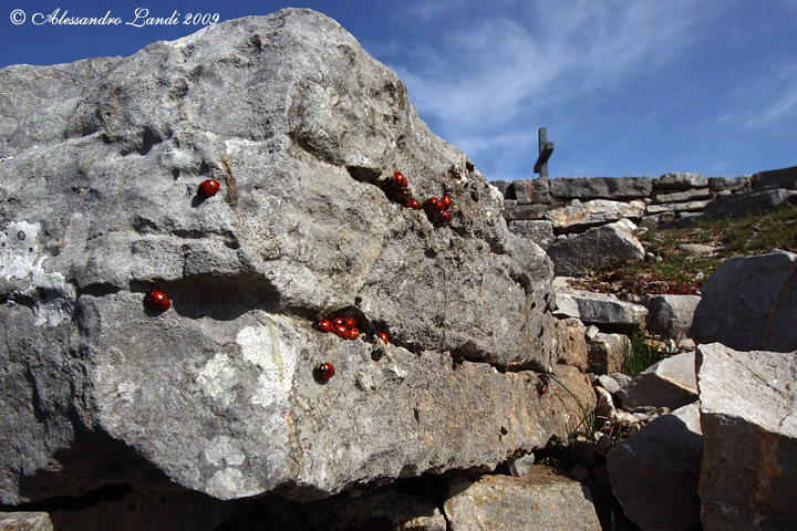 Ladybugs Kingdom ( Coccinellidae ) 02.jpg